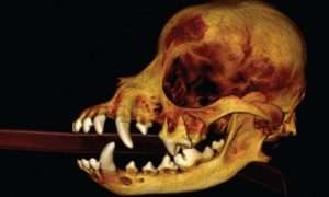 Photo of a Molar Abscess Skull 3D