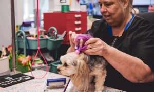 Photo of a woman grooming a dog