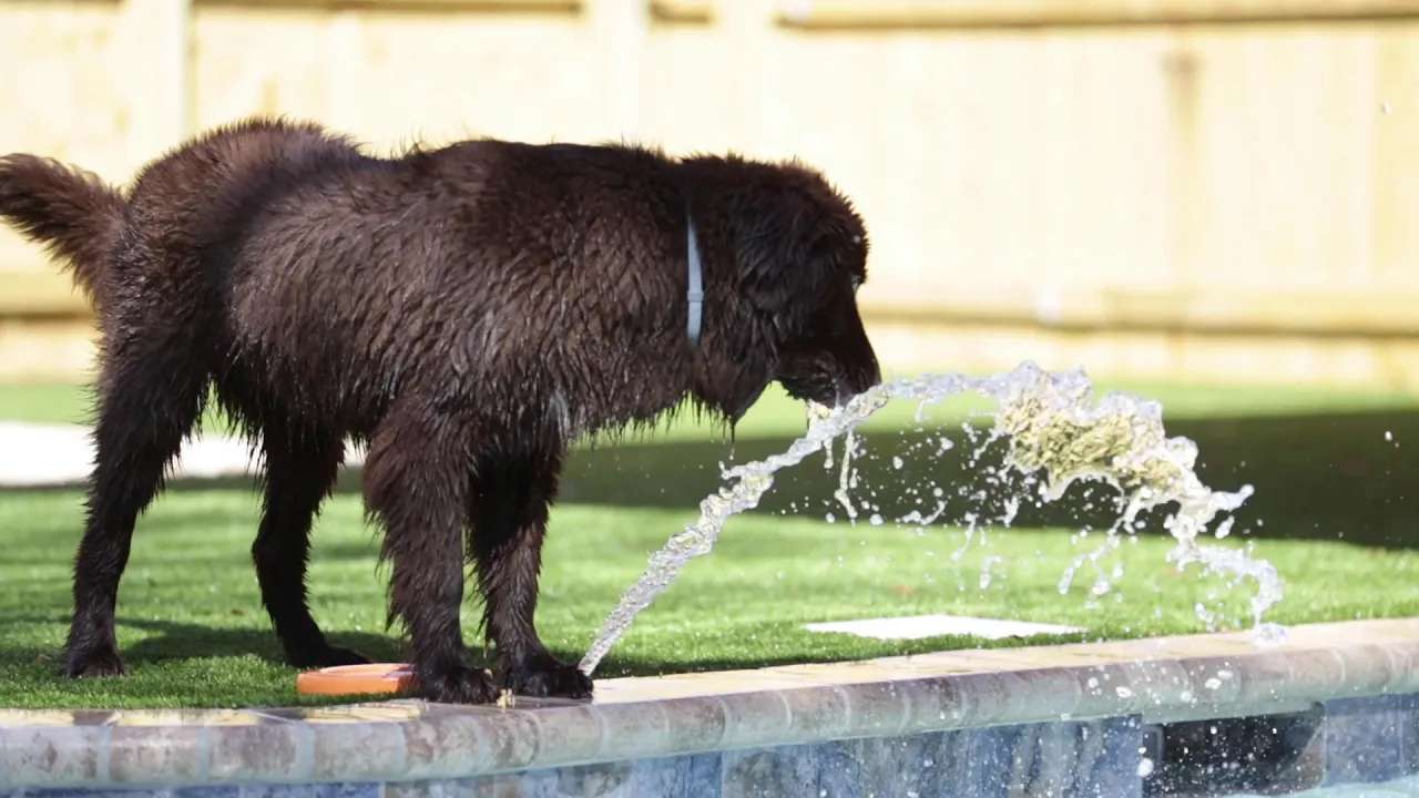 photo of a dog lapping water outdoors