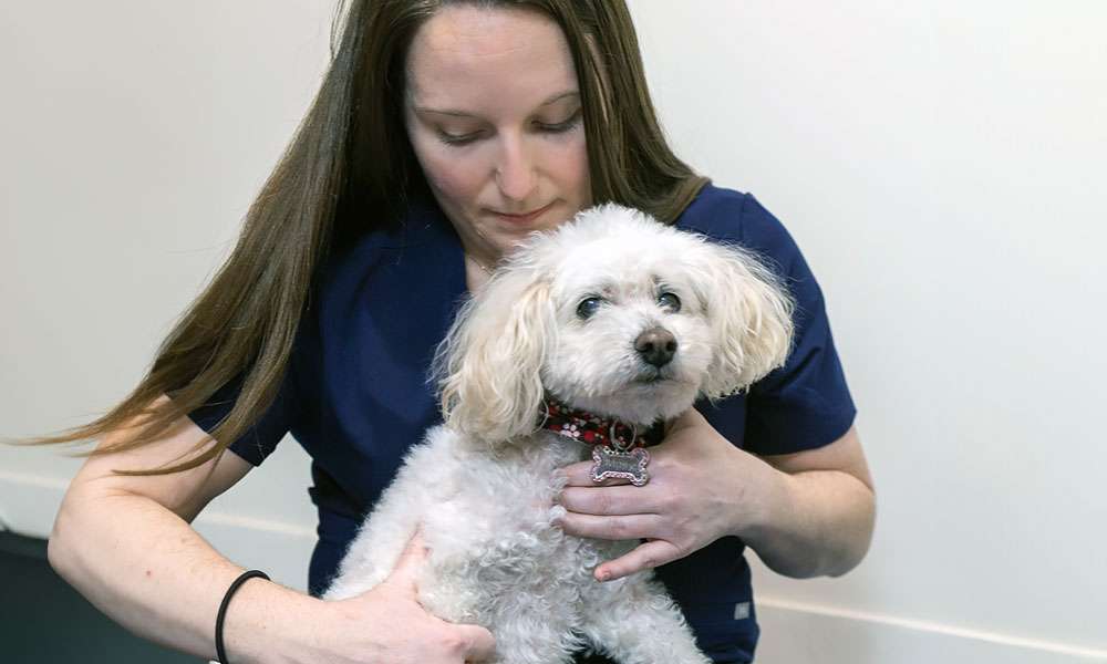 photo of a woman examining a dog