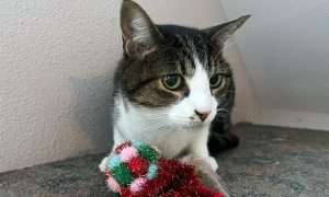 photo of a cat