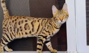 photo of a cat rubbing on a screen