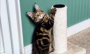 photo of a cat scratching a cat post