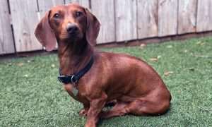 photo of a Dachshund