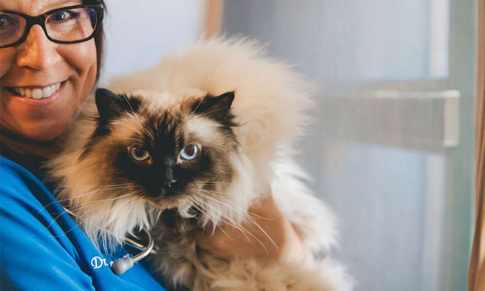 photo of a doctor holding a cat