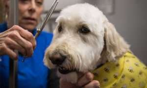 photo of a dog being groomed