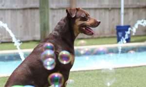 photo of a dog near a pool and bubbles
