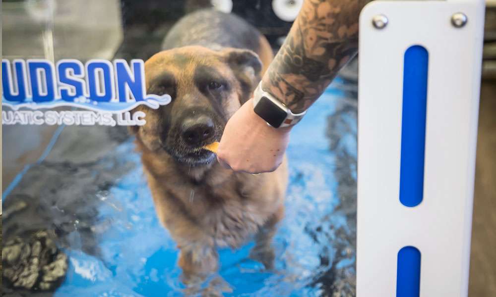 photo of a dog on a water treadmill