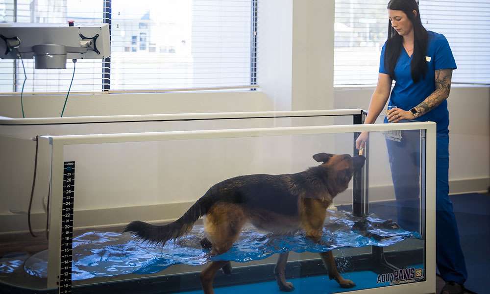 photo of a dog on a water treadmill