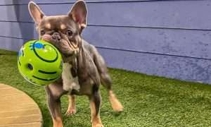 photo of a dog playing with a ball