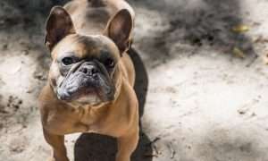 Photo of a french bulldog