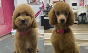 photo of a groomed dog before and after
