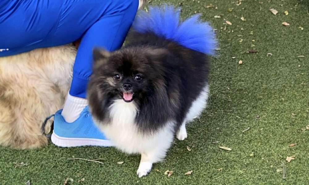 photo of a groomed dog with a blue tail