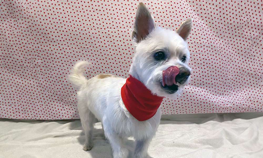 photo of a groomed white dog with a bandana