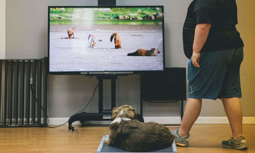 photo of a man training a dog with a tv