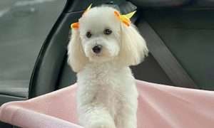photo of a pretty groomed dog