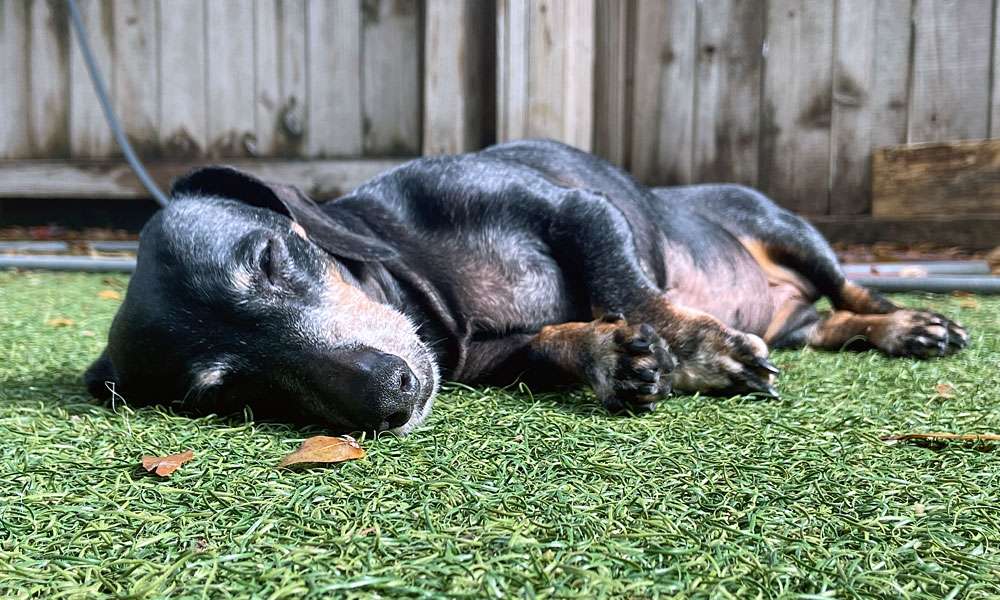 photo of a sleepy dog in daycare