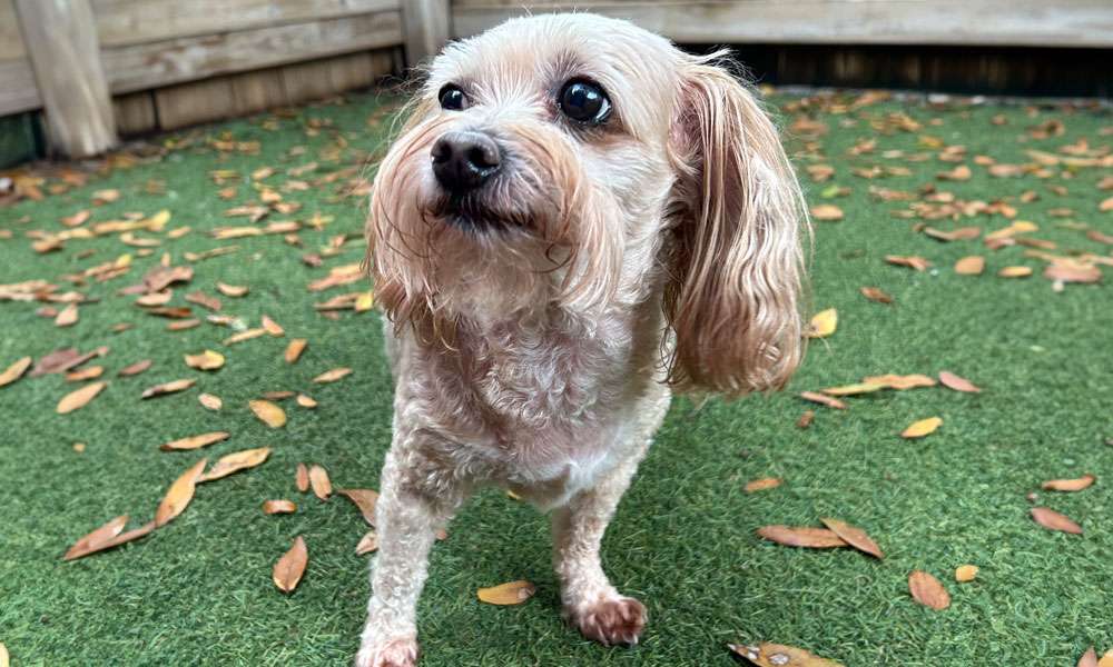 photo of a small dog in daycare