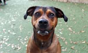 photo of a smiling dog