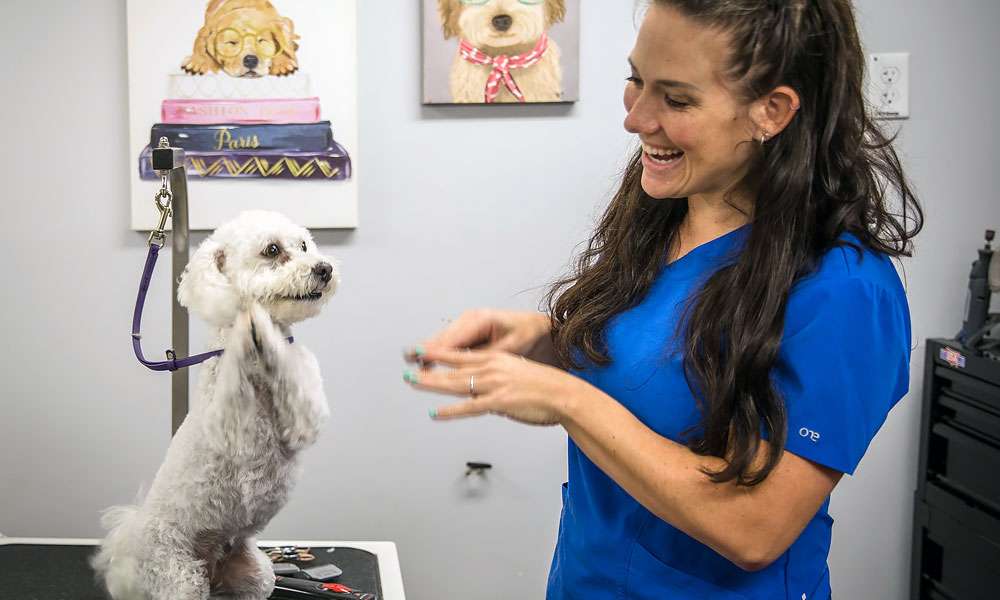 photo of a smiling woman grooming a dog