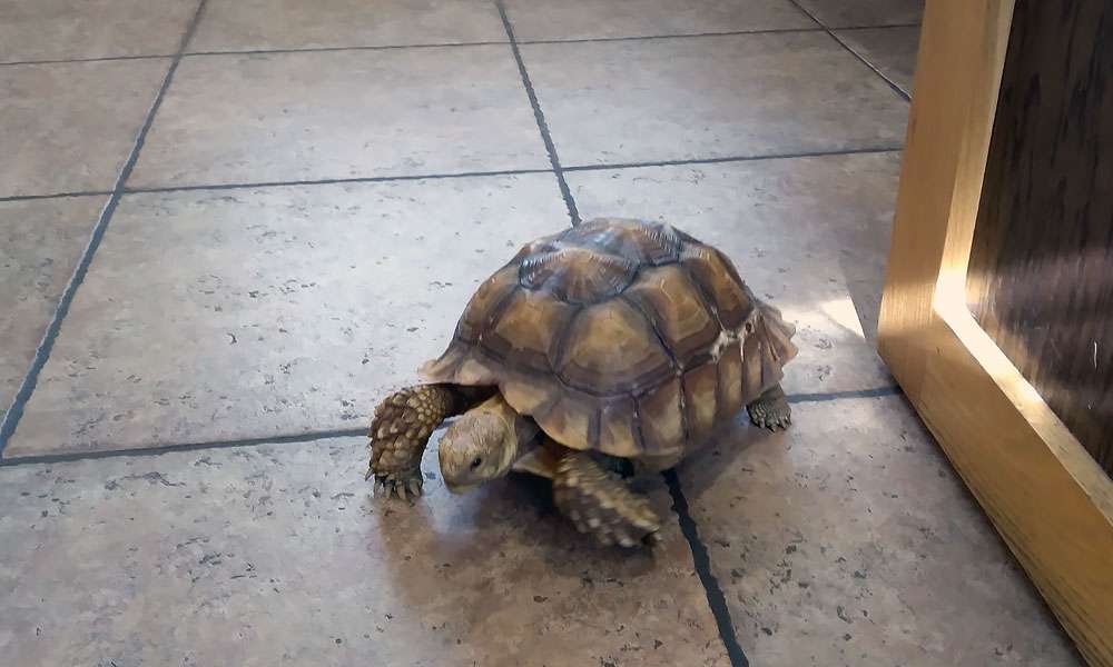photo of a tortoise