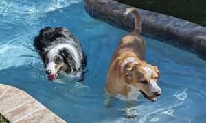 photo of two dogs playing in a pool