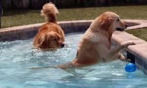 photo of two dogs playing in a pool with a ball