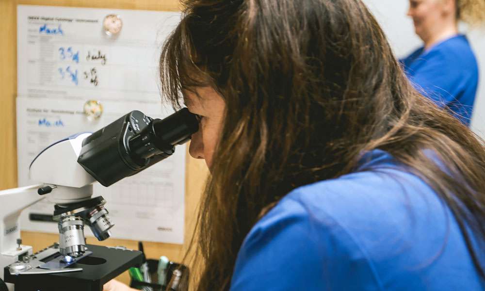 photo of a veterinarian looking into a microscope