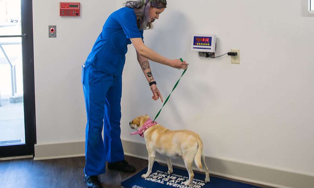 photo of a veterinarian weighing a dog