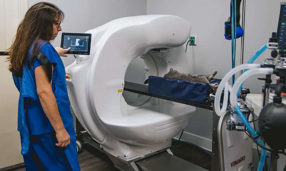 photo of doctor using digital radiology on a pet