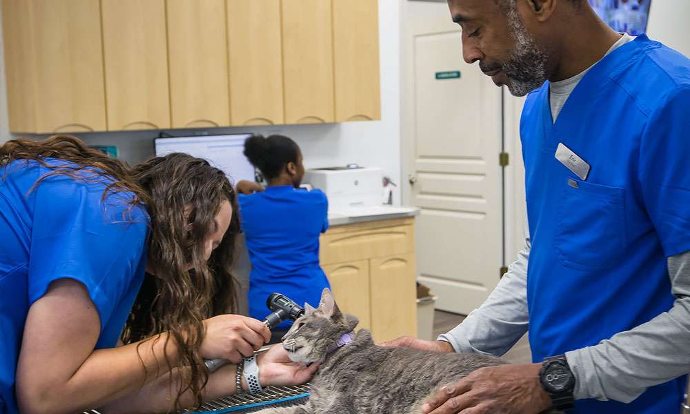 photo of doctors examining a cats ear