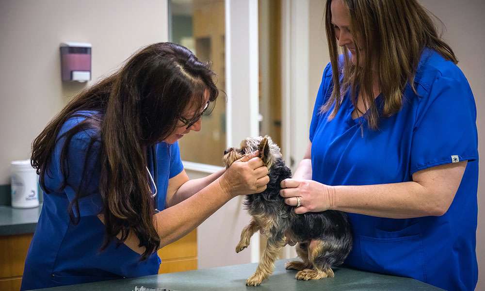 photo of doctors looking at a small dog