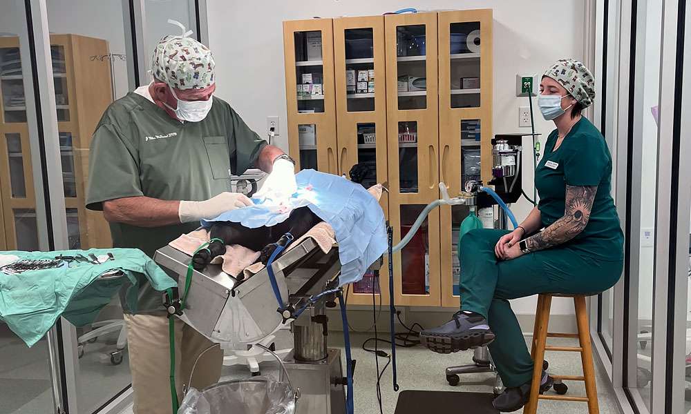 photo of doctors performing animal surgery