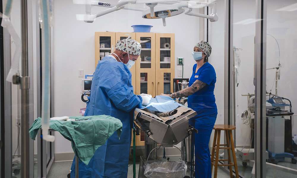 photo of doctors performing surgery