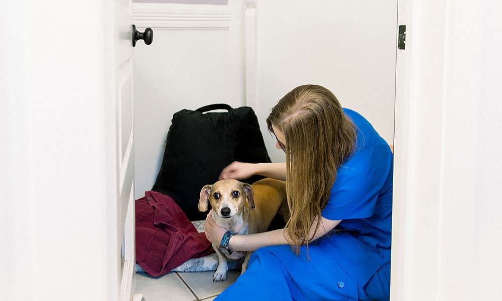 photo of a woman petting a dog in a boarding room