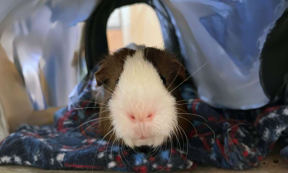 photo of exotic pet guinea pig