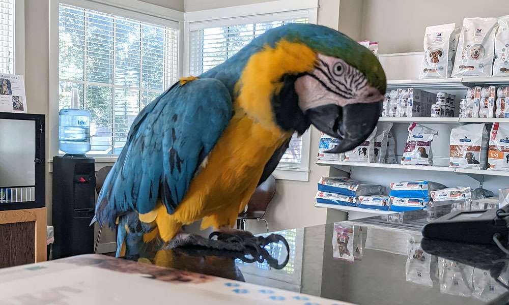 photo of exotic pet bird parrot