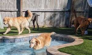 photo of four dogs playing in a outdoor pool