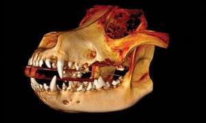 photo of PET imaging of a 3d skull