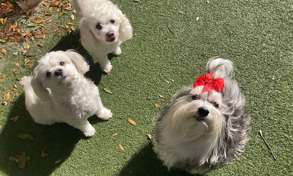 photo of three dogs in daycare