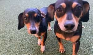 photo of two curious dogs