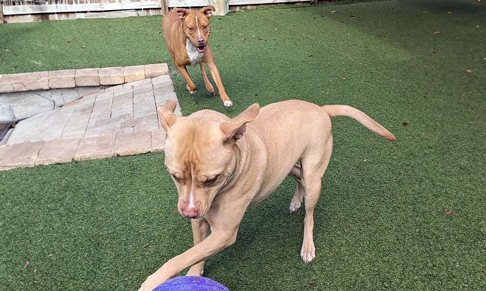 photo of two dogs playing ball