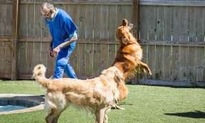 photo of two dogs playing with a man
