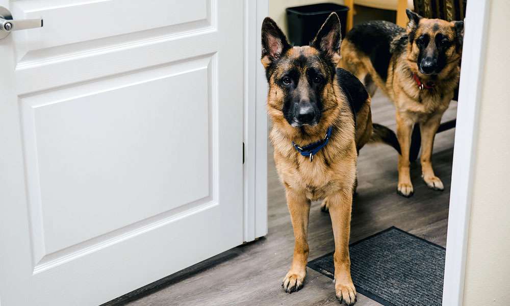 photo of two german shepherds