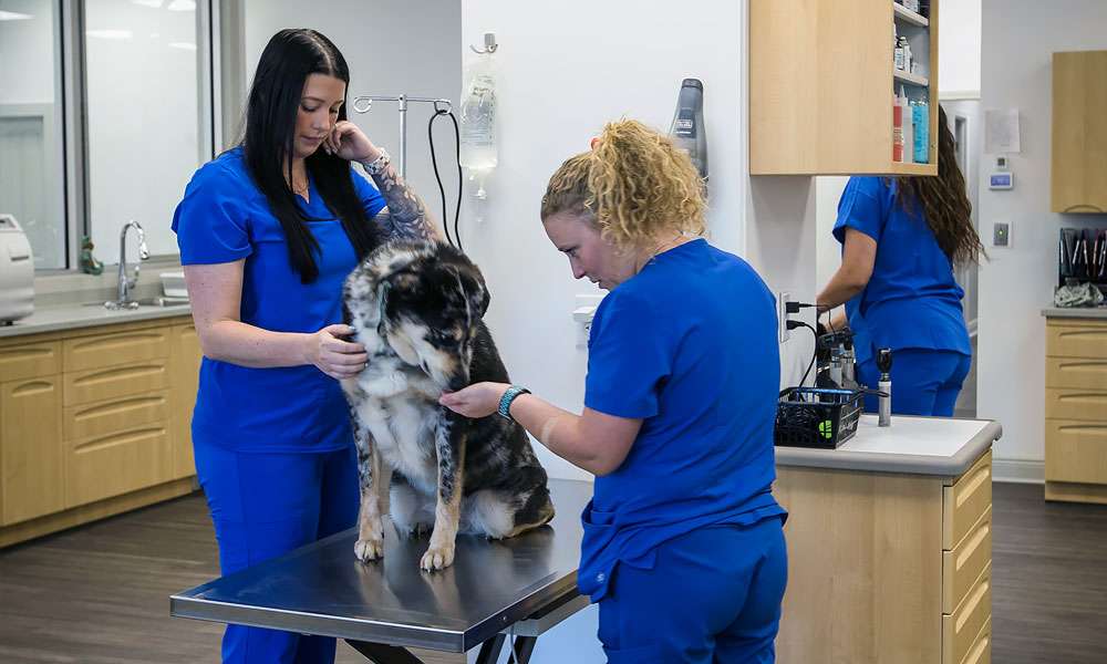 photo of two veterinarians examining a dog