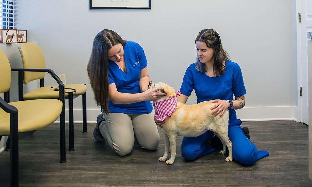 photo of two veterinarians looking at a dog