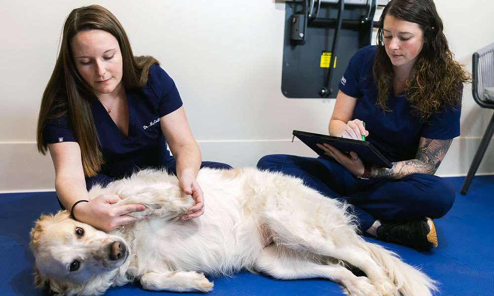 photo of two women examining a dog