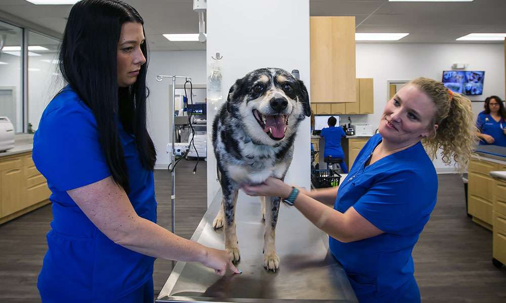 photo of veterinarians and a dog on a table