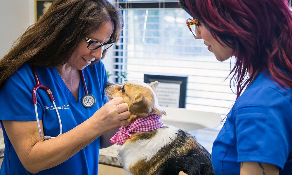 photo of veterinarians examining a dog