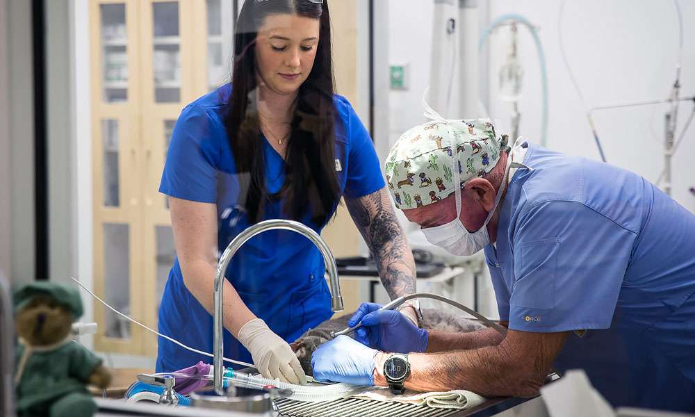 veterinarians performing surgery on an animal